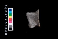 藏品(鈕把)的圖片