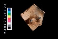 藏品(陶蓋把)的圖片