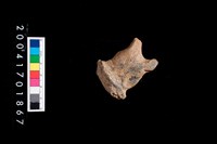 藏品(陶蓋把)的圖片