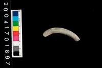 藏品(陶環)的圖片