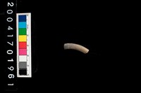 藏品(陶環)的圖片