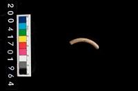 藏品(陶環)的圖片