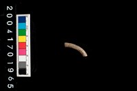 藏品(陶環)的圖片