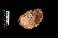 藏品(陶缽殘件)的圖片