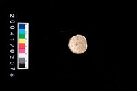 藏品(魚椎骨)的圖片