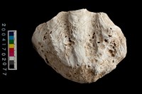 藏品(硨磲貝)的圖片