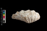 藏品(硨磲貝)的圖片