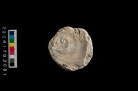 藏品(貝刮器)的圖片