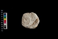 藏品(貝刮器)的圖片