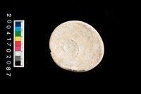 藏品(貝類口蓋)的圖片