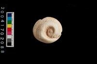 藏品(貝類口蓋)的圖片