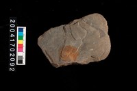 藏品(石斧)的圖片