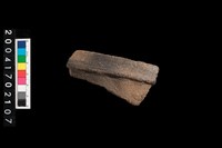 藏品(帶突脊腹片)的圖片