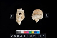 藏品(螺)的圖片