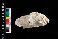 藏品(牡蠣)的圖片