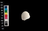 藏品(血蚶)的圖片