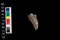 藏品(不明獸骨)的圖片