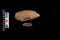 藏品(盆口)的圖片