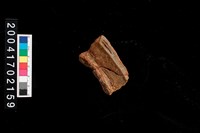 藏品(繩紋罐口)的圖片