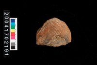 藏品(繩紋腹片)的圖片