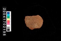 藏品(繩紋腹片)的圖片