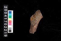 藏品(不明獸骨)的圖片