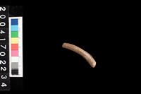 藏品(陶環)的圖片