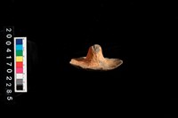 藏品(陶蓋)的圖片