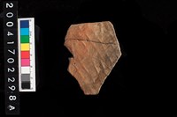 藏品(腹片-帶紋)的圖片