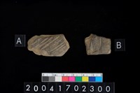 藏品(腹片-帶紋)的圖片