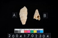 藏品(海蜷)的圖片