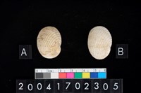 藏品(蜑螺)的圖片