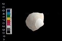 藏品(貝類)的圖片