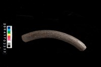 藏品(翻沿盆口)的圖片