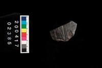 藏品(腹片-帶紋)的圖片