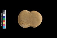 藏品(石網墜)的圖片