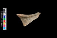 藏品(罐口)的圖片