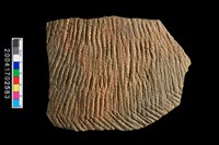 藏品(繩紋腹片)的圖片