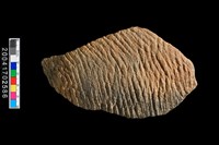 藏品(繩紋腹片)的圖片