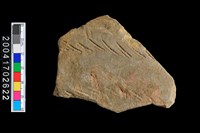 藏品(腹片-帶紋)的圖片