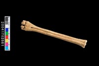 藏品(獸骨-掌骨?)的圖片