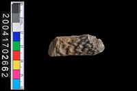 藏品(鹿角)的圖片