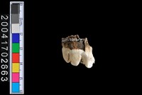 藏品(豬牙)的圖片