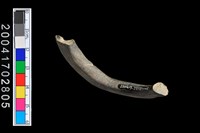 藏品(陶環)的圖片