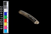 藏品(陶環)的圖片