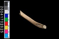 藏品(陶環)的圖片