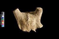 藏品(鹿頭蓋骨角)的圖片