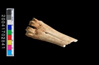 藏品(獸骨-肢骨)的圖片