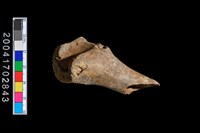 藏品(獸骨-肢骨)的圖片