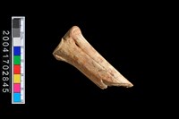 藏品(獸骨-掌骨?)的圖片